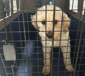 Quito: mal tutor podría ser sancionado con $4.700 por maltrato animal